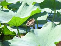 Albums/20060800-China Aug 2006/20060804-Shenyang University/48